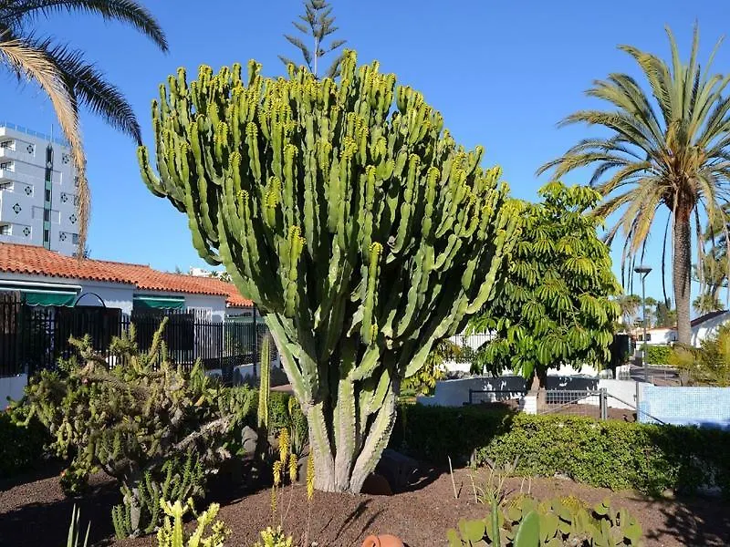 Διαμέρισμα Playa Del Ingles Villa Plaing01